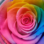 Preserved Real Roses with Colorful Mood Light Wishing Bottle,Eternal Rose，Never Withered Flowers,for Bedroom Party Table Decor, Christmas Anniversary,Valentine's,Mother's Day, (Multi)