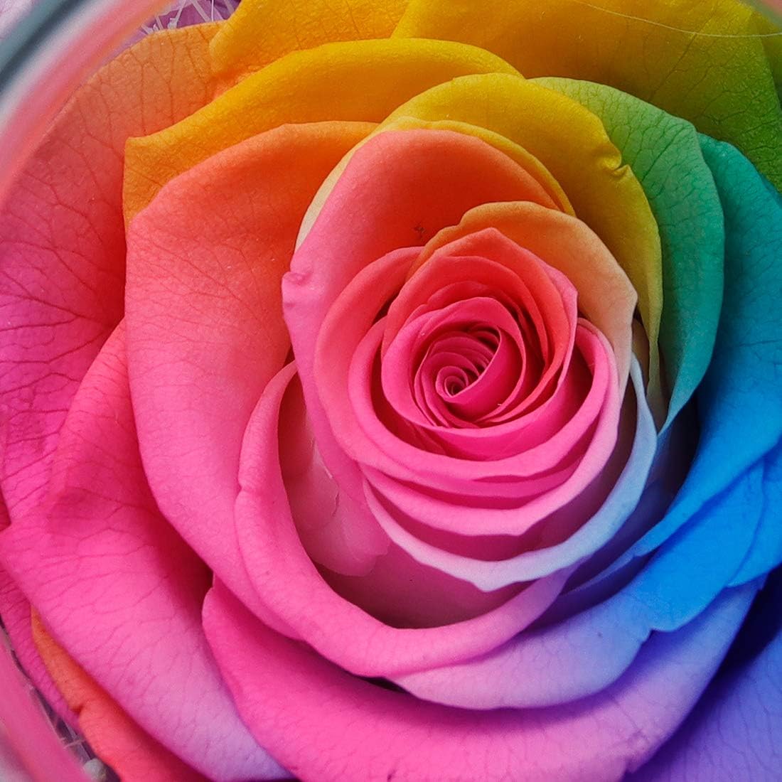 Preserved Real Roses with Colorful Mood Light Wishing Bottle,Eternal Rose，Never Withered Flowers,for Bedroom Party Table Decor, Christmas Anniversary,Valentine's,Mother's Day, (Multi)