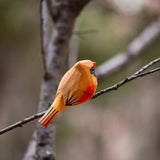 Handcrafted Wooden Bird Figurines