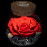 Preserved Real Roses with Colorful Mood Light Wishing Bottle,Eternal Rose，Never Withered Flowers,for Bedroom Party Table Decor, Christmas Anniversary,Valentine's,Mother's Day, (Multi)