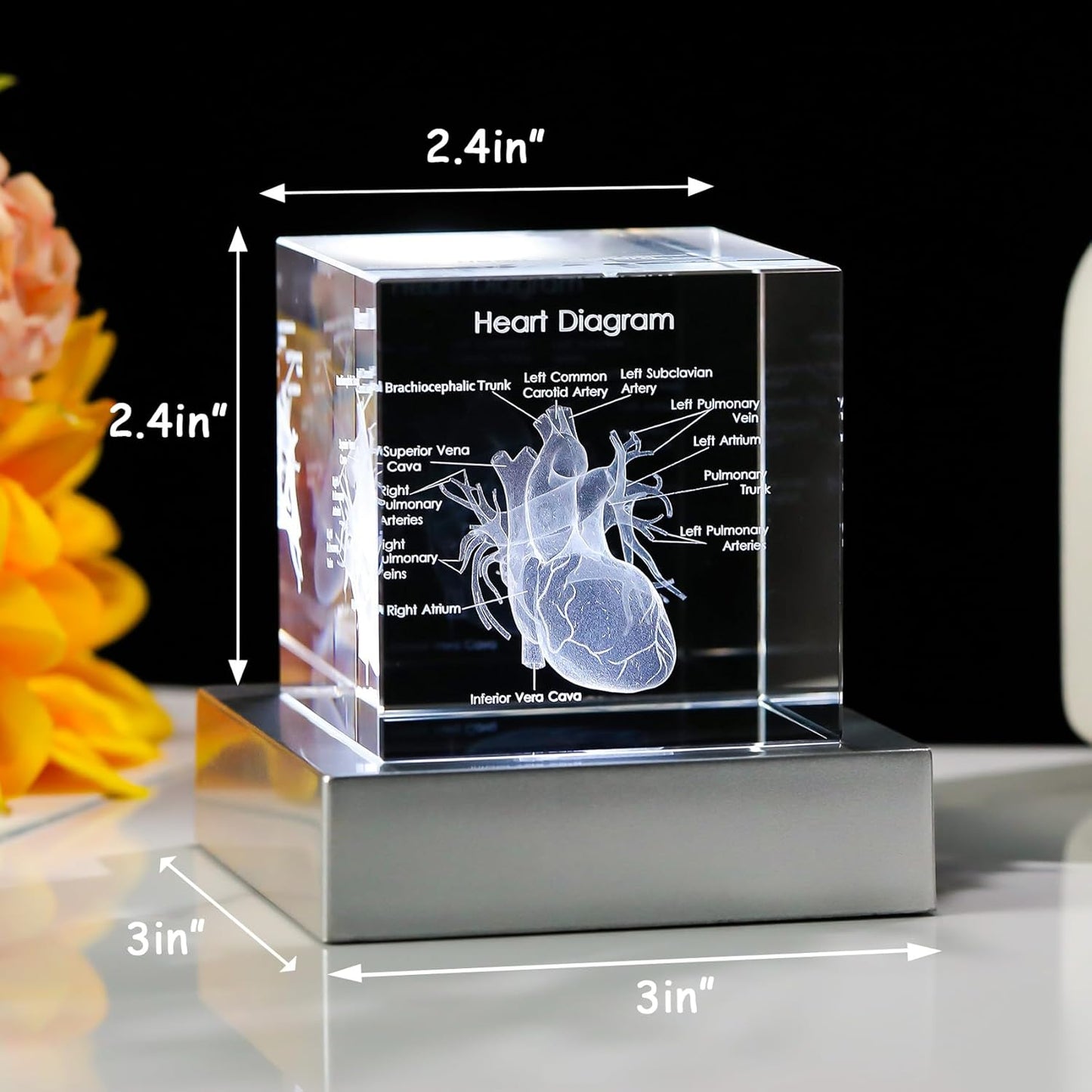 3D Crystal Human Heart Model