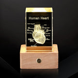 3D Crystal Human Heart Model