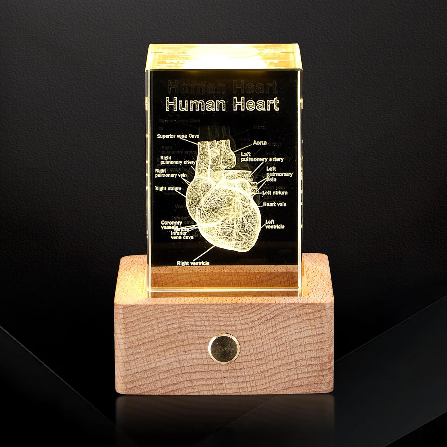 3D Crystal Human Heart Model