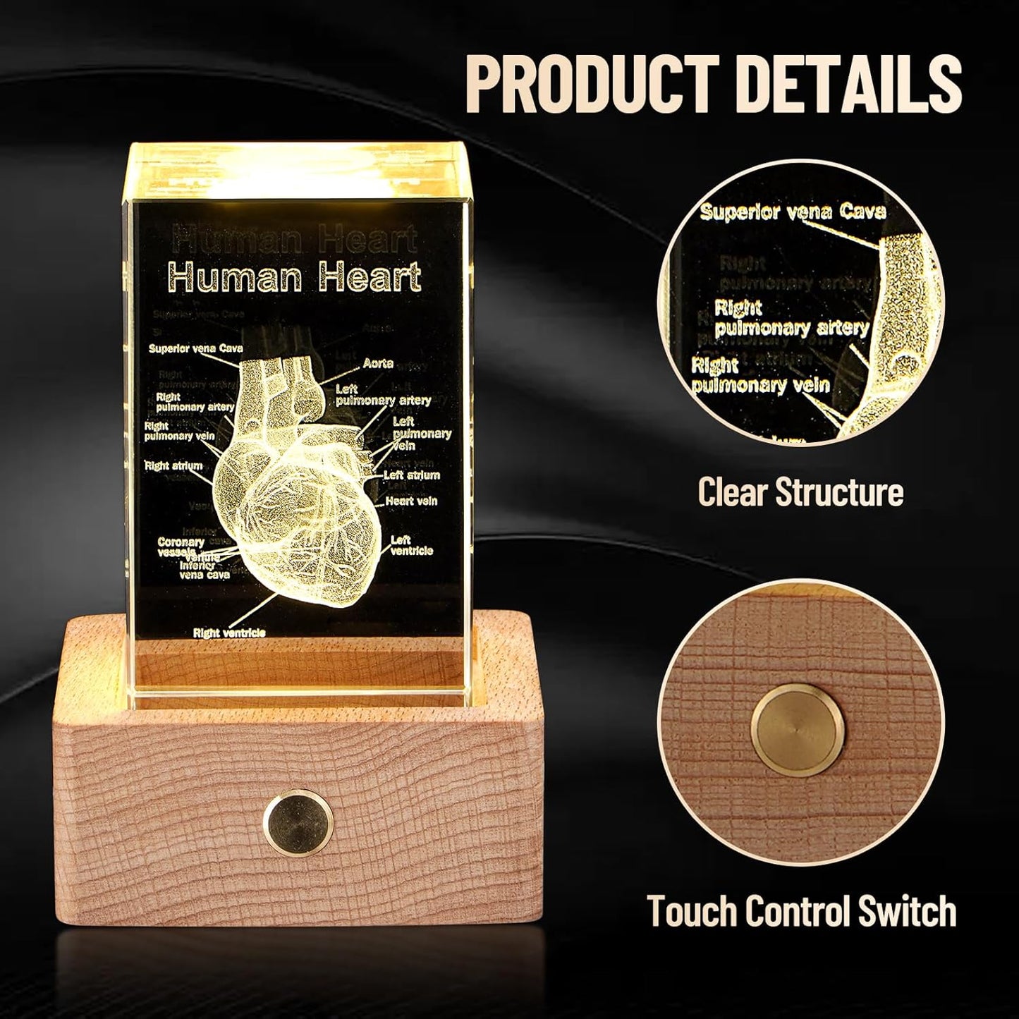 3D Crystal Human Heart Model