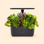 Indoor Hydroponic Garden