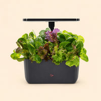 Indoor Hydroponic Garden